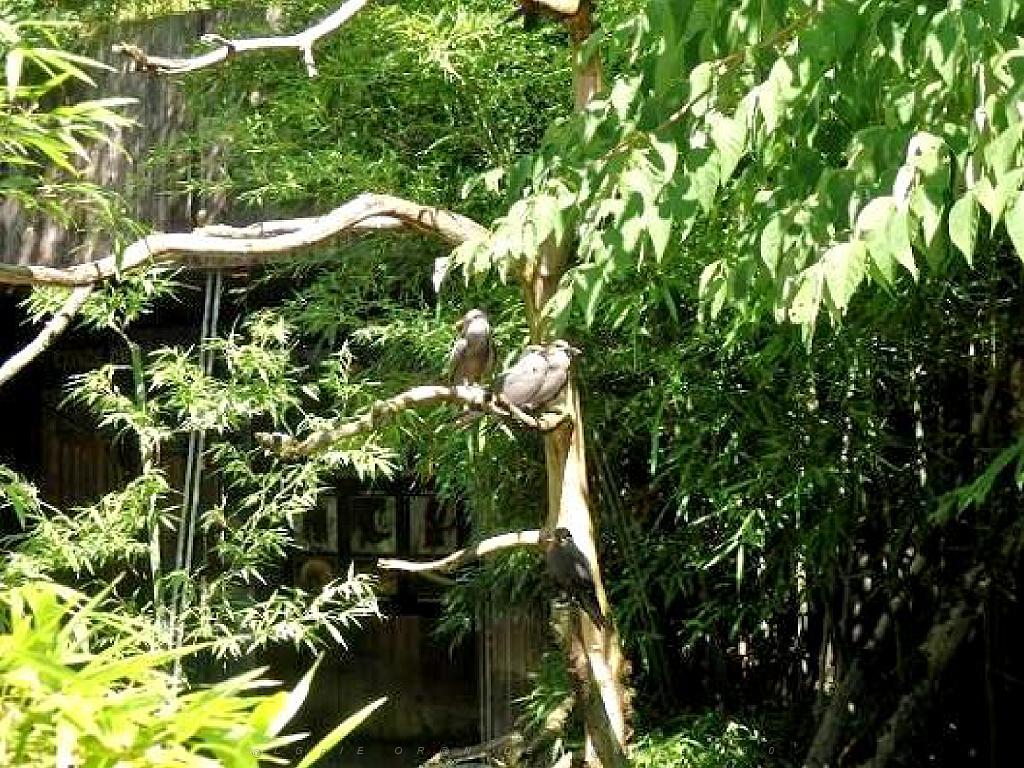 101PARC AUX OISEAUX DANS L AIN 2016 2_000034.jpg